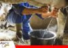 La Paz: Lecheros de Omasuyos denuncian caída de hasta 70% en su producción por falta de afrecho Productores señalan que no tienen alimento para su ganado/ Foto: Internet