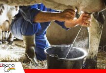 La Paz: Lecheros de Omasuyos denuncian caída de hasta 70% en su producción por falta de afrecho Productores señalan que no tienen alimento para su ganado/ Foto: Internet