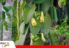 Santa Ana cultiva una nueva oportunidad con la producción de vainilla La vainilla se encuentra en etapa de floración/ Foto: Internet