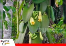 Santa Ana cultiva una nueva oportunidad con la producción de vainilla La vainilla se encuentra en etapa de floración/ Foto: Internet