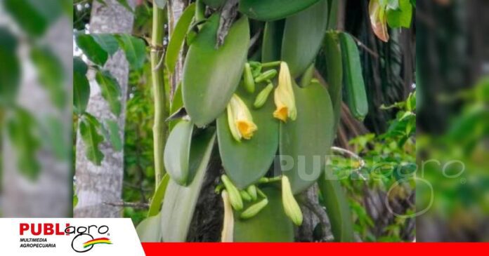 La vainilla se encuentra en etapa de floración/ Foto: Internet