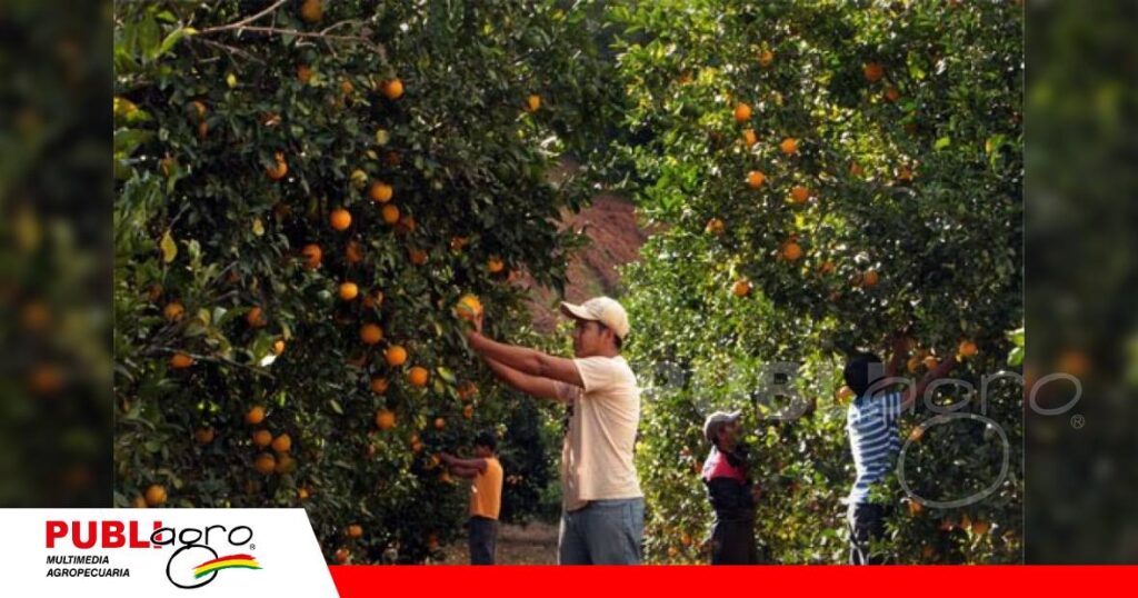 Preocupa que no se cumpla con la materia prima/ Foto: Publiagro