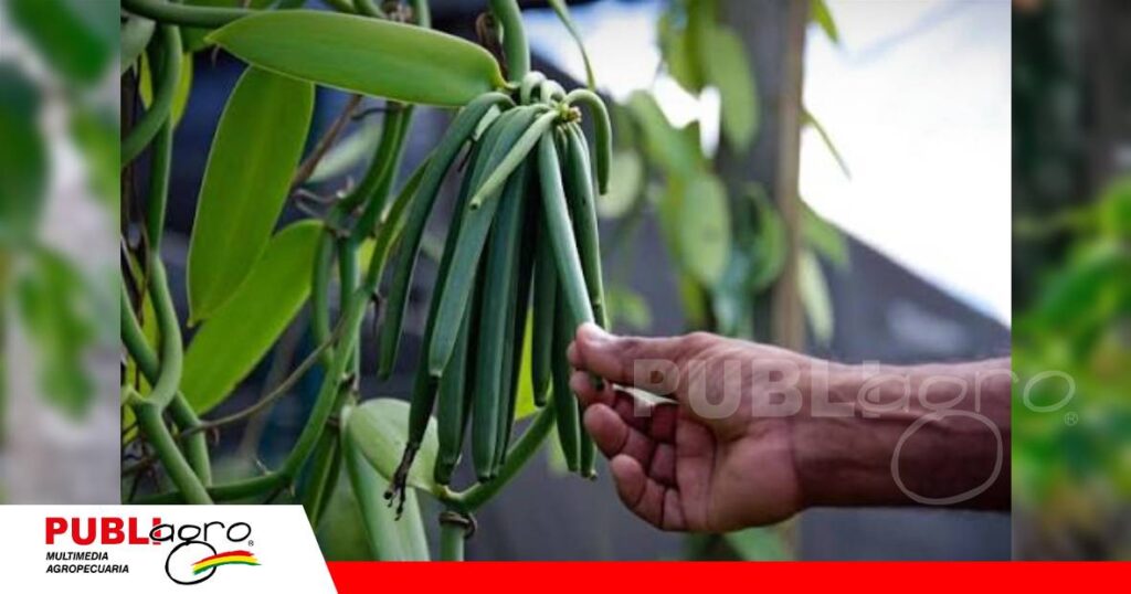 Producción de vainilla en Santa Ana, chiquitania/ Foto: Internet