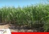 El suelo toma protagonismo en la búsqueda de mayor productividad para la caña de azúcar Correctivos de suelo para la caña de azúcar/ Foto: Publiagro