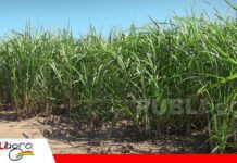 El suelo toma protagonismo en la búsqueda de mayor productividad para la caña de azúcar Correctivos de suelo para la caña de azúcar/ Foto: Publiagro