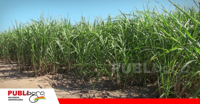 Correctivos de suelo para la caña de azúcar/ Foto: Publiagro