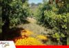 Cítricos sin mercado: Huacareta pierde casi Bs 1 millón Huacareta produce más cítricos, pero los mercados ya no alcanzan/ Foto: ASOCFRUTH