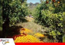 Cítricos sin mercado: Huacareta pierde casi Bs 1 millón Huacareta produce más cítricos, pero los mercados ya no alcanzan/ Foto: ASOCFRUTH