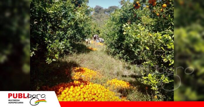 FOTO NOTAS WEB (38) Huacareta produce más cítricos, pero los mercados ya no alcanzan/ Foto: ASOCFRUTH