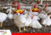 Nuevas variantes de Gumboro elevan el desafío sanitario en la avicultura El Gumboro cambia de rostro y desafía a la producción avícola/ Foto: Internet