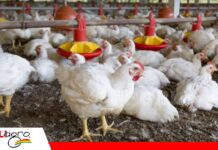 Nuevas variantes de Gumboro elevan el desafío sanitario en la avicultura El Gumboro cambia de rostro y desafía a la producción avícola/ Foto: Internet