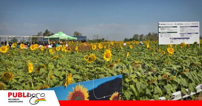 FOTO NOTAS WEB (4) Siembra de girasol Santa Cruz/ Foto: Anapo
