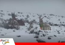 Al menos 19.000 cabezas de camélidos están afectadas y en riesgo por nevadas en Potosí El SAT realiza la cuantificación de las pérdidas de ganado camélido / Foto: Internet