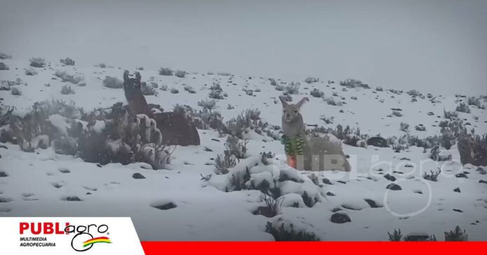 El SAT realiza la cuantificación de las pérdidas de ganado camélido / Foto: Internet