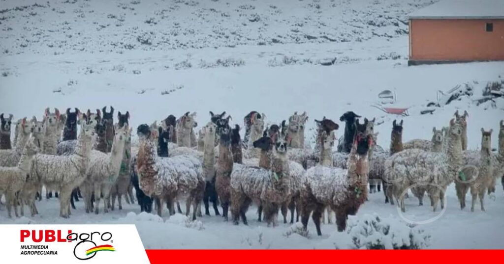 Nevadas cubren municipios de Potosí con hasta 15 cm de acumulación y ponen en riesgo al ganado / Foto: Internet
