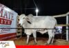 El remate ganadero vuelve a Reyes y marca el inicio de una nueva etapa Reyes reactiva sus remates ganaderos después de ocho años/ Foto: Publiagro
