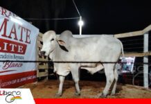 El remate ganadero vuelve a Reyes y marca el inicio de una nueva etapa Reyes reactiva sus remates ganaderos después de ocho años/ Foto: Publiagro
