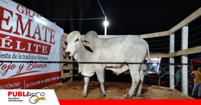 FOTO NOTAS WEB (49) Reyes reactiva sus remates ganaderos después de ocho años/ Foto: Publiagro