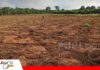 Capital brasileño pone la mira en 22.000 hectáreas del Beni Inversión brasileña proyecta convertir tierras ganaderas del Beni en campos de soja y maíz/ Foto: Internet