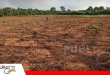Capital brasileño pone la mira en 22.000 hectáreas del Beni Inversión brasileña proyecta convertir tierras ganaderas del Beni en campos de soja y maíz/ Foto: Internet
