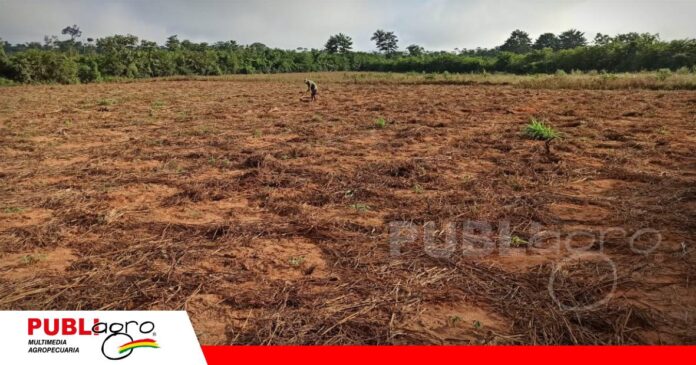 FOTO NOTAS WEB (5) Inversión brasileña proyecta convertir tierras ganaderas del Beni en campos de soja y maíz/ Foto: Internet
