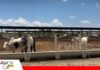 Entre caminos intransitables y nuevos proyectos, la ganadería de Reyes mira al futuro Ganaderos de Reyes proyectan hasta 30.000 cabezas en un nuevo centro de confinamiento / Foto: Publiagro