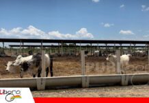 Entre caminos intransitables y nuevos proyectos, la ganadería de Reyes mira al futuro Ganaderos de Reyes proyectan hasta 30.000 cabezas en un nuevo centro de confinamiento / Foto: Publiagro