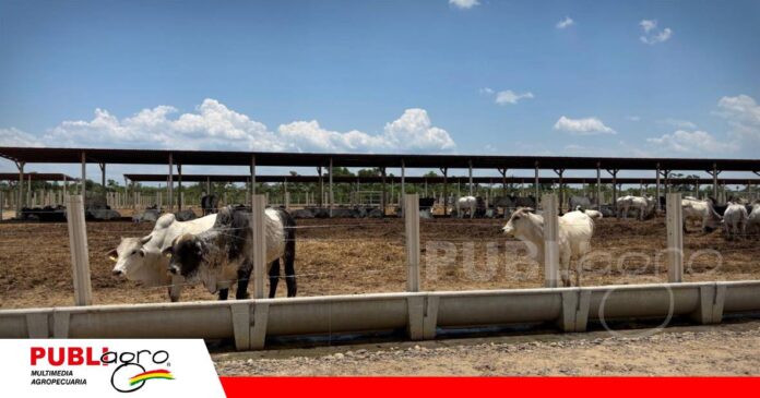 Ganaderos de Reyes proyectan hasta 30.000 cabezas en un nuevo centro de confinamiento / Foto: Publiagro