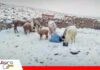 Nevada en Oruro: Confirman muerte de ganado en Toledo Fuerte nevada en Oruro afecta a camélidos y ovejas/ Foto: Internet