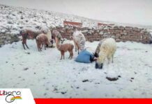 Nevada en Oruro: Confirman muerte de ganado en Toledo Fuerte nevada en Oruro afecta a camélidos y ovejas/ Foto: Internet