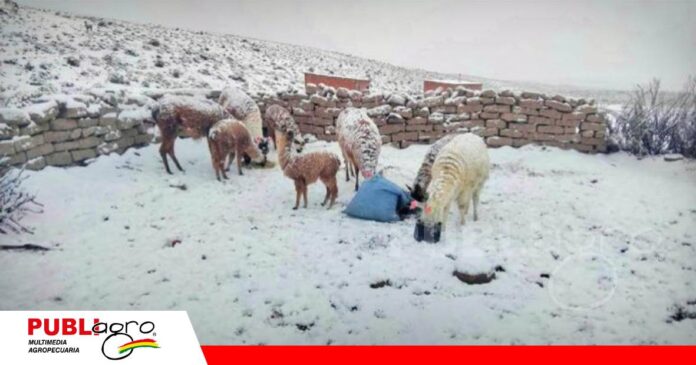 FOTO NOTAS WEB (58) Fuerte nevada en Oruro afecta a camélidos y ovejas/ Foto: Internet