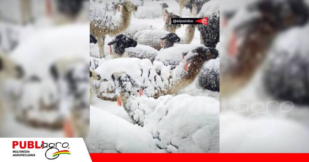 FOTO NOTAS WEB (59) Animales quedaron bajo la nieve/ Foto: Internet