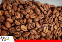 CIT-Café fortalece el control de calidad del grano producido en Caranavi Caranavi apuesta por la innovación para elevar la calidad de su café/ Foto: Iniaf