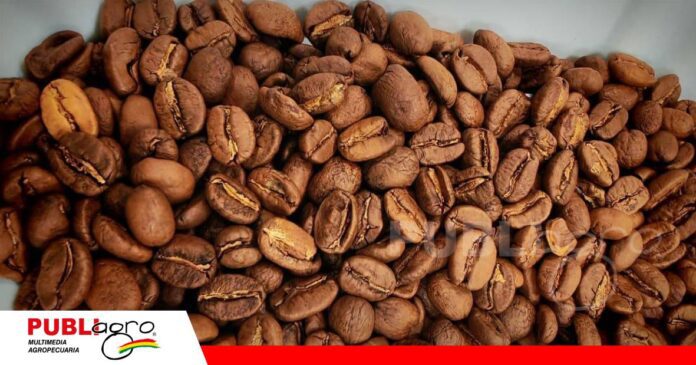 Caranavi apuesta por la innovación para elevar la calidad de su café/ Foto: Iniaf