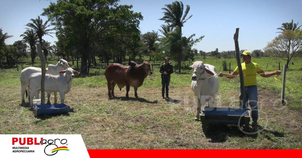 FOTO NOTAS WEB (6) Pasión por la producción y la raza Brahman/ Foto: Publiagro