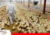 Salmonella exige máxima vigilancia en la producción avícola Bolivia refuerza el control sanitario contra Salmonella/ Foto: Internet