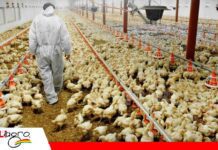 Salmonella exige máxima vigilancia en la producción avícola Bolivia refuerza el control sanitario contra Salmonella/ Foto: Internet