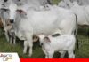 El anestro posparto, el gran desafío de la ganadería de cría La eficiencia reproductiva empieza por la vaca/ Foto: Internet