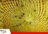 Mosquita del capítulo: una pequeña plaga que puede reducir hasta 30% el rendimiento del girasol Cómo evitar que la mosquita del capítulo dañe al girasol/ Foto: Internet