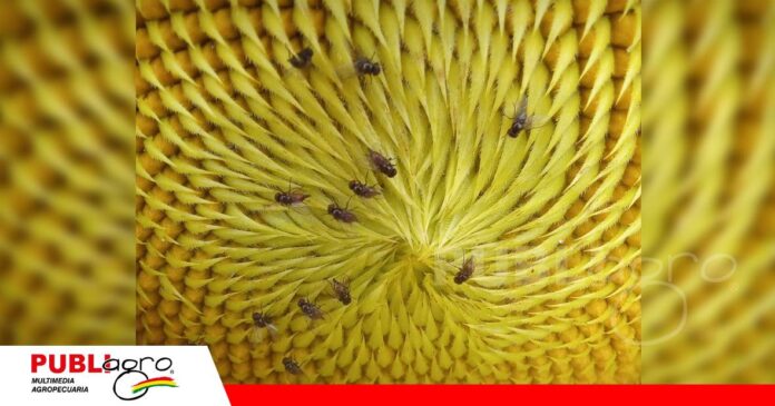 Cómo evitar que la mosquita del capítulo dañe al girasol/ Foto: Internet
