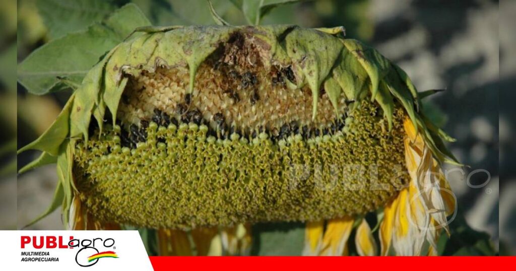 Perfora la parte inferior de las flores o de los granos en formación/ Foto: Internet