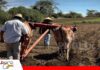 El agro enfrenta el reto de contratar, retener y gestionar mejor a su personal Estabilidad laboral y productividad, el desafío para las empresas del agro/ Foto: Internet