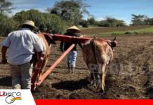 El agro enfrenta el reto de contratar, retener y gestionar mejor a su personal Estabilidad laboral y productividad, el desafío para las empresas del agro/ Foto: Internet
