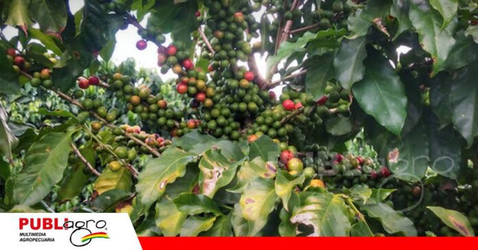 Un diminuto escarabajo pone en alerta a los productores de café/ Foto: Internet