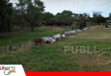 Genética Brahman de élite se prepara para conquistar el remate Estrellas Brahman Animales de élite en el gran remate Estrellas Brahman/ Foto: Publiagro
