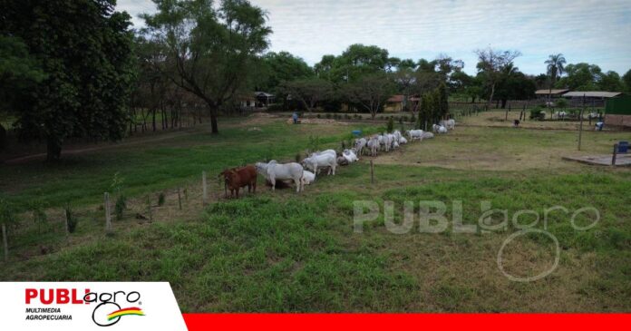 Animales de élite en el gran remate Estrellas Brahman/ Foto: Publiagro
