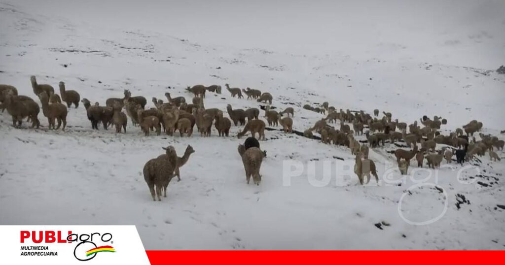 FOTO NOTAS WEB (72) Nevadas en Cochabamba afectan cultivos y mueren animales / Foto: Internet
