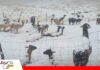 Más de 1.000 camélidos mueren en Cocapata por intensas nevadas y heladas Camélidos afectados por las nevadas en Cochabamba / Foto: Unitel