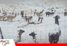 Más de 1.000 camélidos mueren en Cocapata por intensas nevadas y heladas Camélidos afectados por las nevadas en Cochabamba / Foto: Unitel