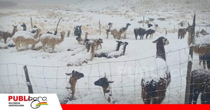 FOTO NOTAS WEB (73) Camélidos afectados por las nevadas en Cochabamba / Foto: Unitel